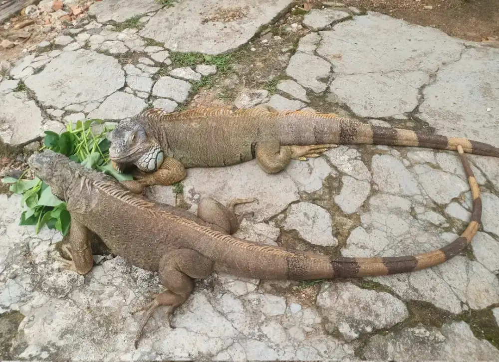 Iguana sepasang
