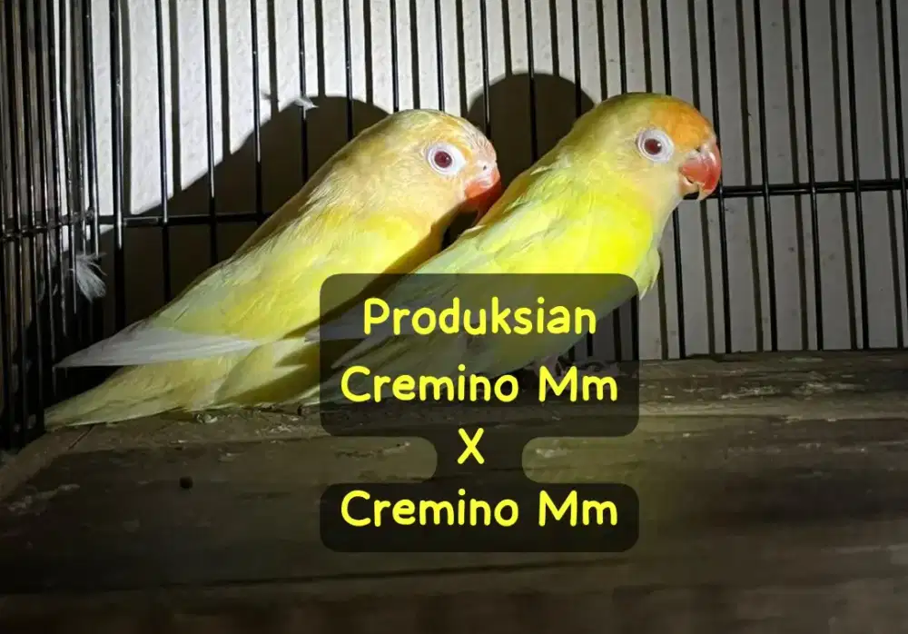 Lovebirds indukan