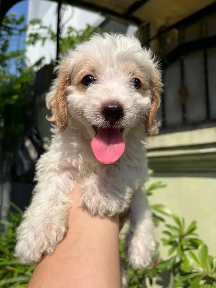 ANAK ANJING POODLE MIX BICHON
