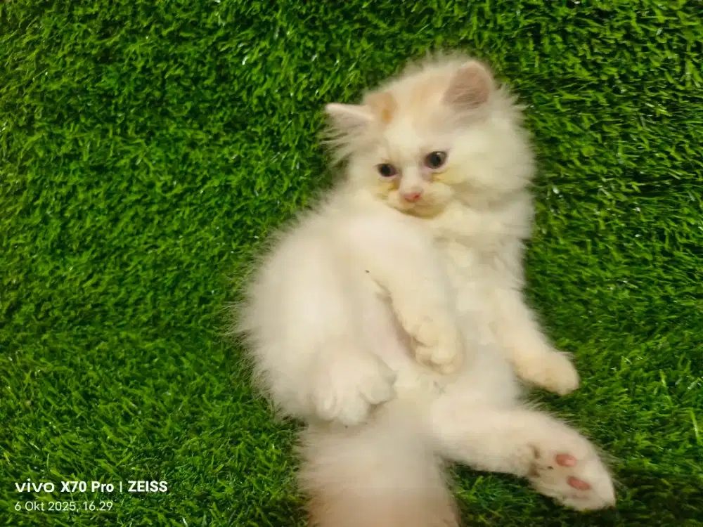 Kitten persia umur 4bulan longhair