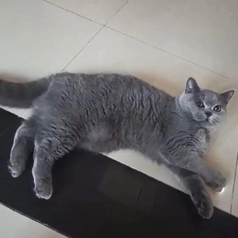Kucing british shorthair bsh british short hair
