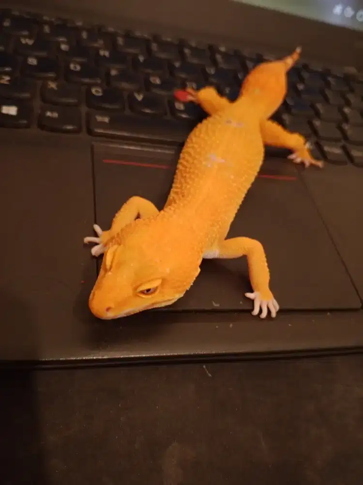 Leopard Gecko SunGlow Carrot Tail