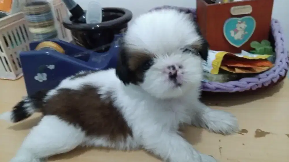 Shitzu betina.. puppy...