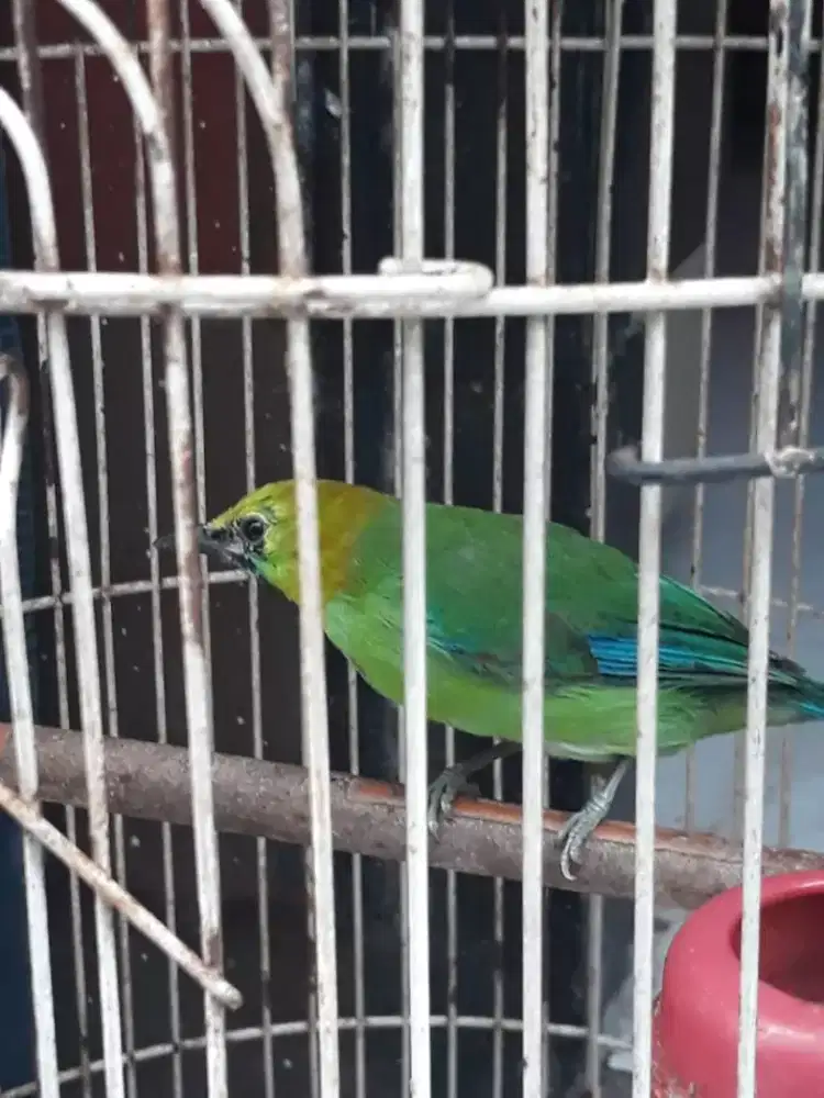 Ci mini trotolan jantan