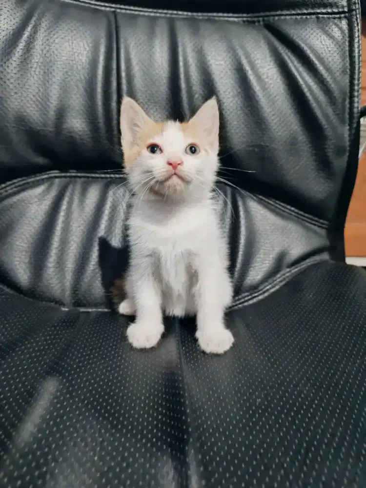 Kitten betina calico