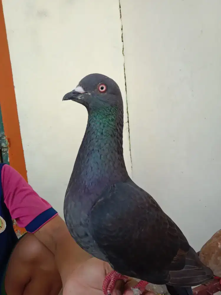 jual burung dara sepasang giring keket