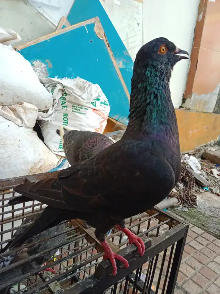 jual burung dara sepasang