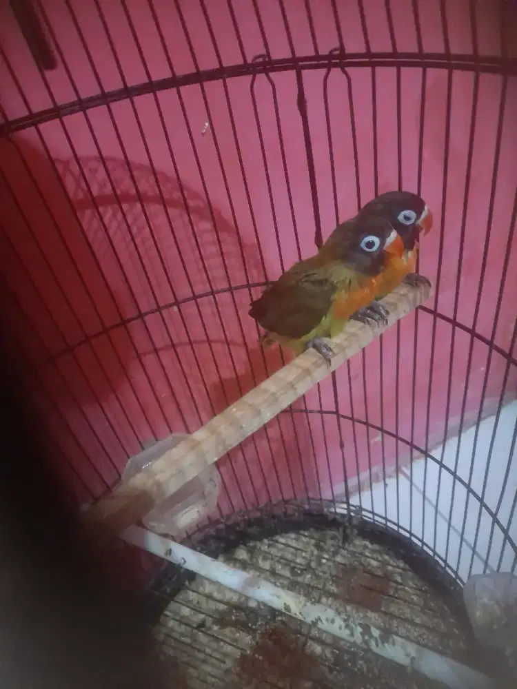 Lovebird sepasang olive