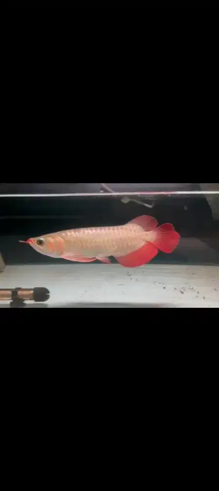Arwana super red