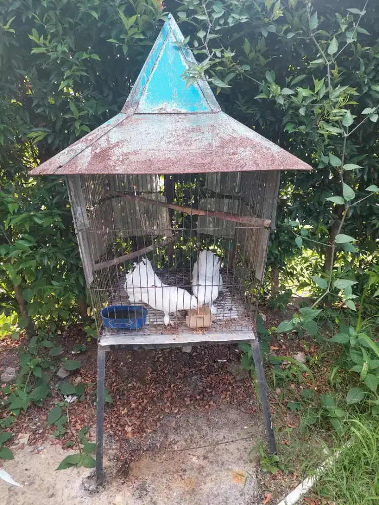Burung kipas 1 pasang