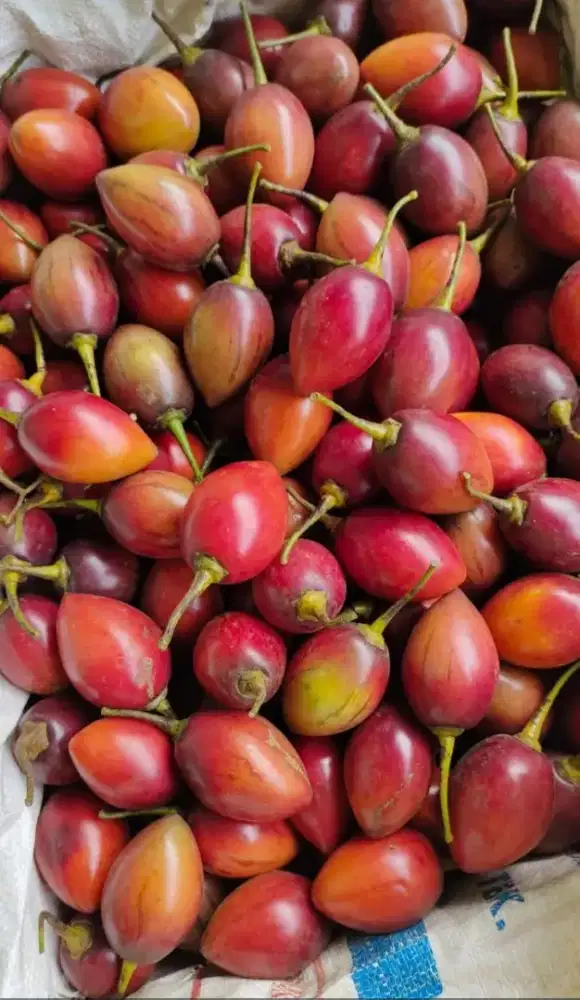 Buah Terong Belanda