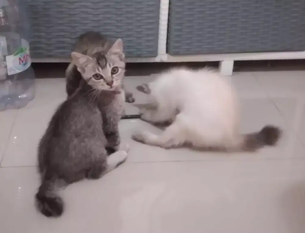 3 ANAKAN KUCING UMUR 3 BULAN