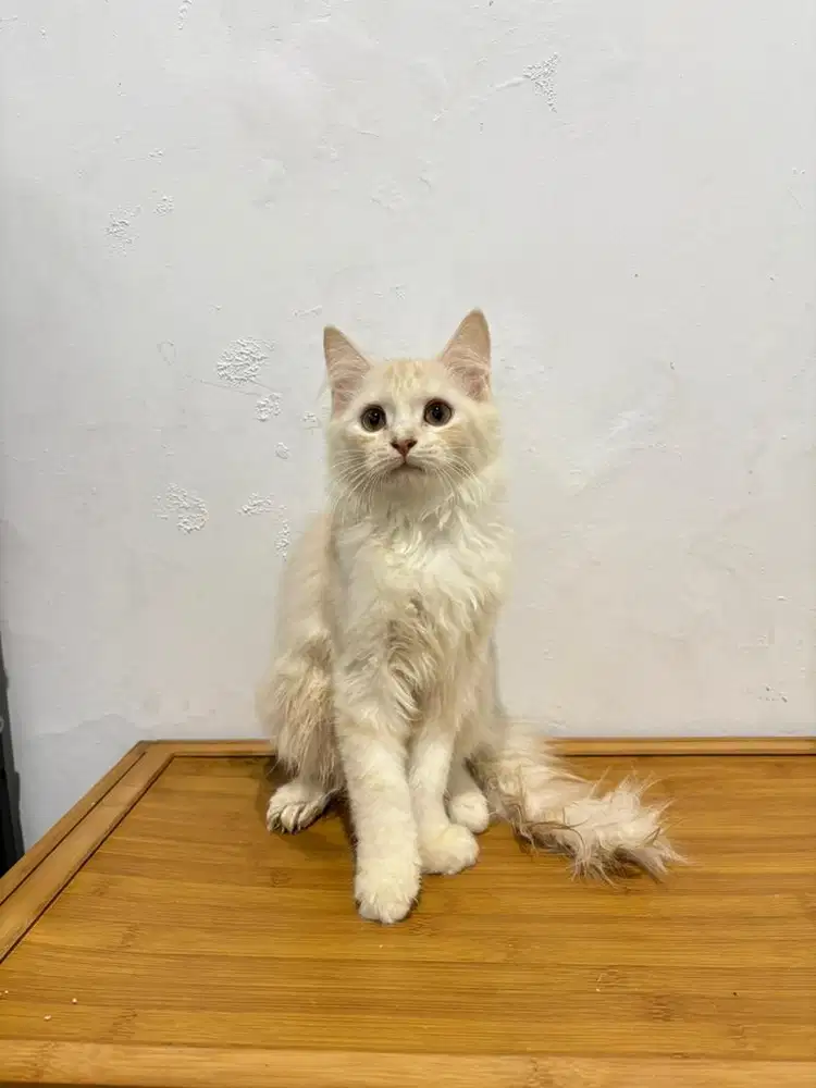 Kucing persia white cream