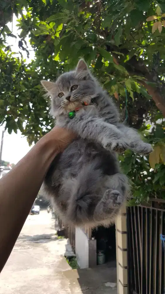 Kitten pesia medium