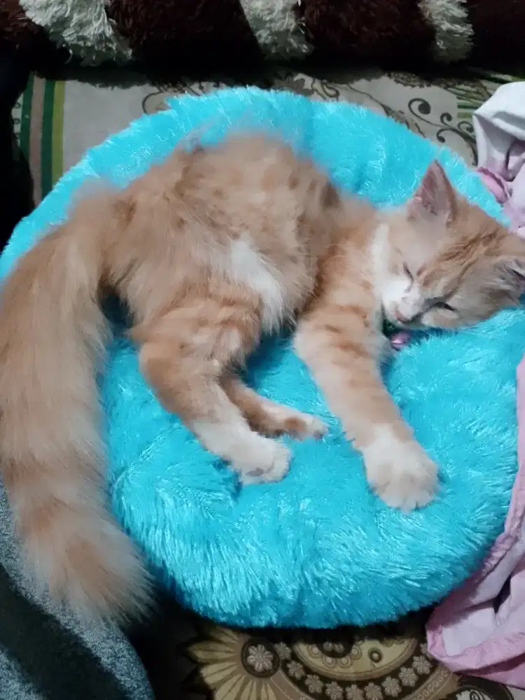 kitten  Persia betina