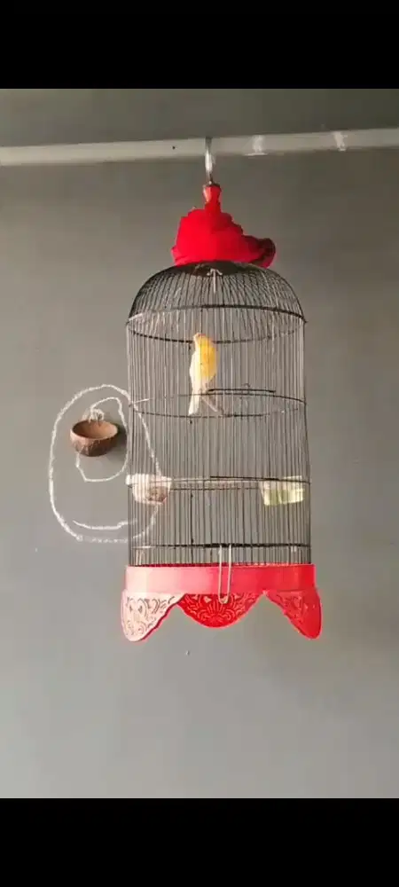 Burung kenari AFS gacor muda
