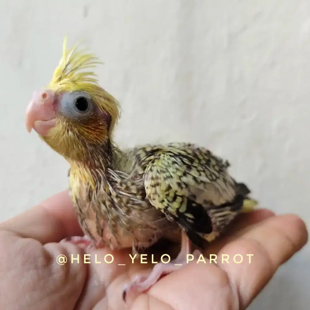 Baby Falk / Parkit Australia / Cockatiel - PEARL