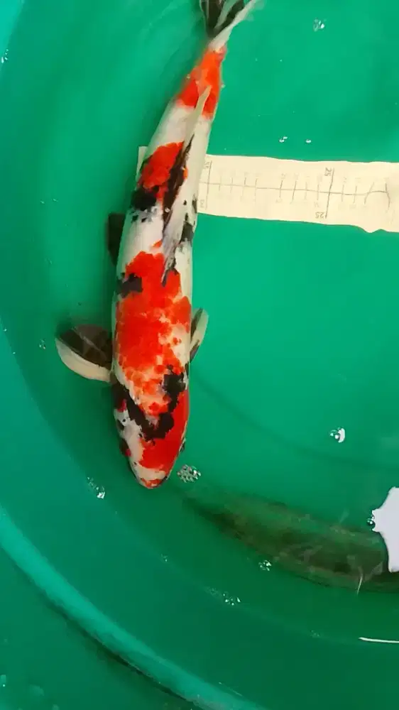 Ikan koi jenis Showa Kanoko 43cm