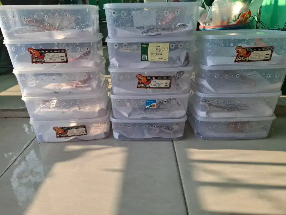 Gecko ada 14 ekor Borongan