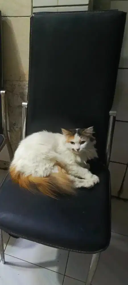 Ganti sama makanan kucing saja