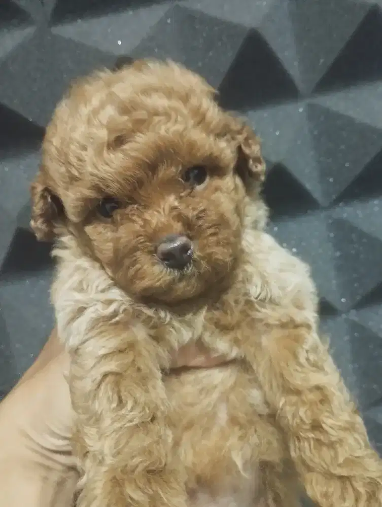 Red Toy Poodle Jantan