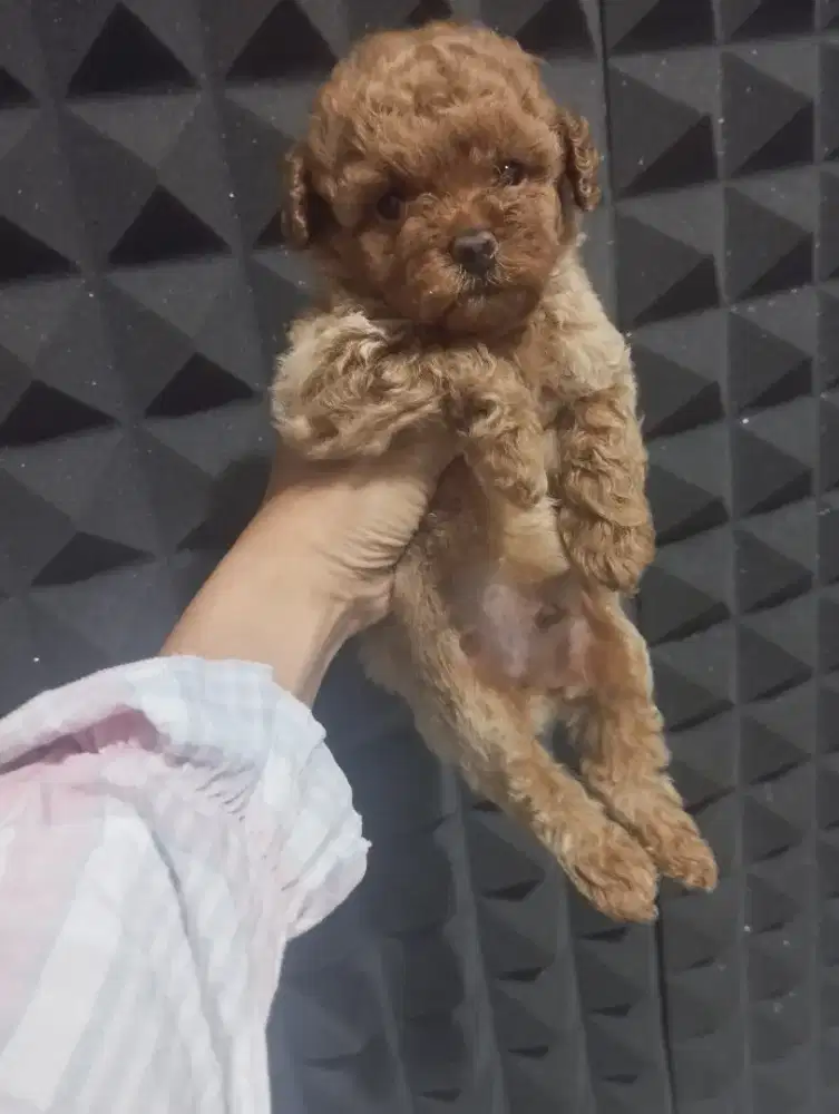 Red Toy Poodle Jantan