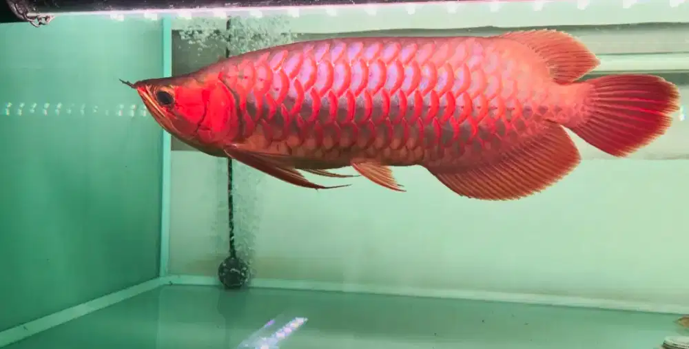ikan arwana super red blue base