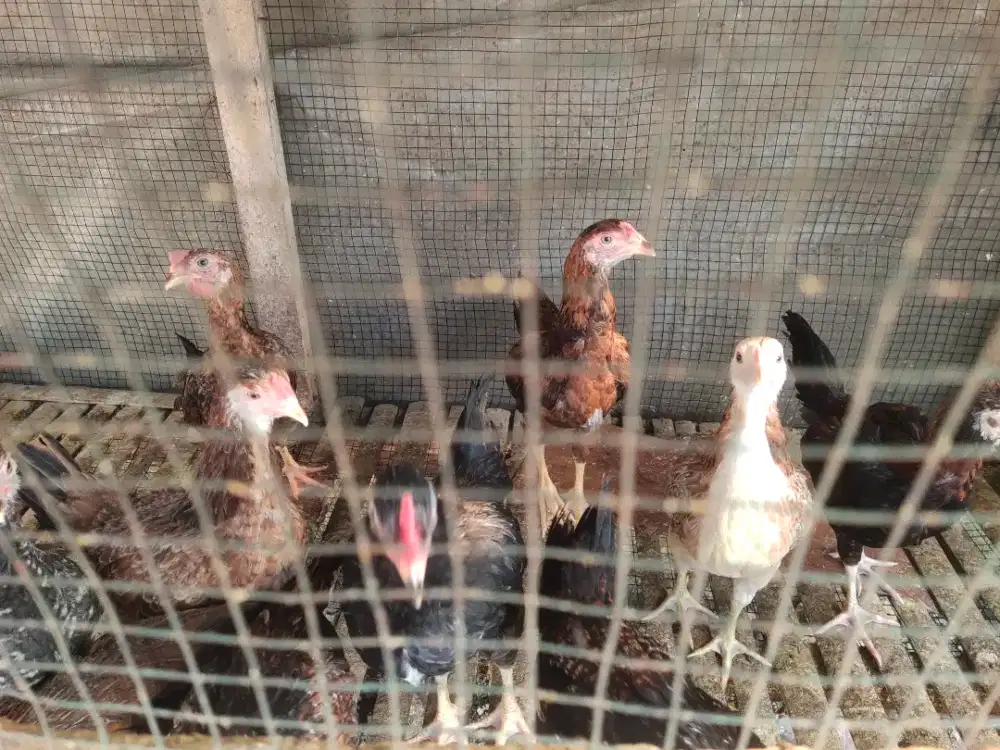 Ayam kampung asli