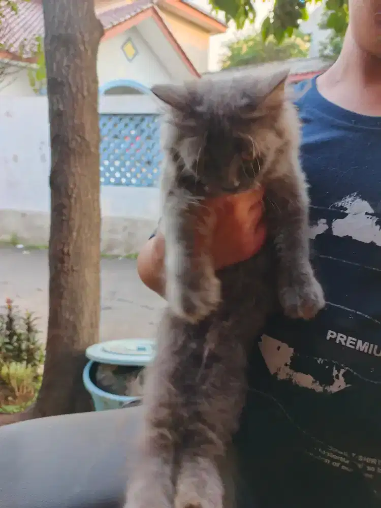 Kucing Abu Persia Kitten