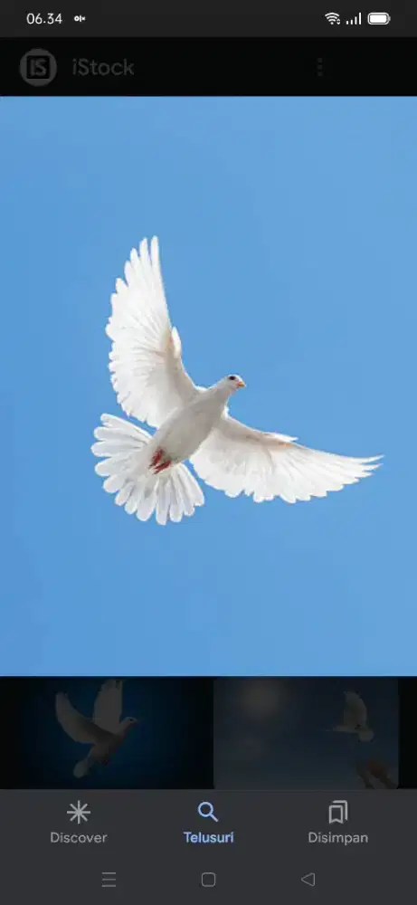 Merpati putih buat ceremony