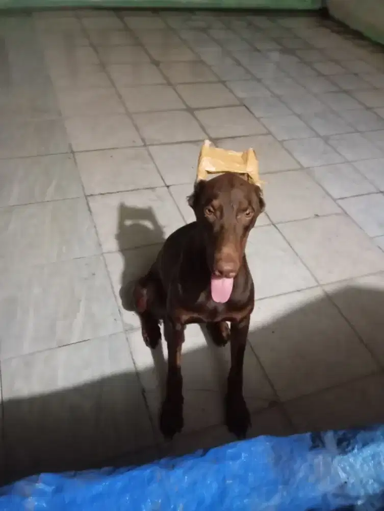 Doberman jantan usia 2.5th