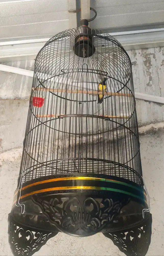 Burung Kolibri SG Ring Full Settt