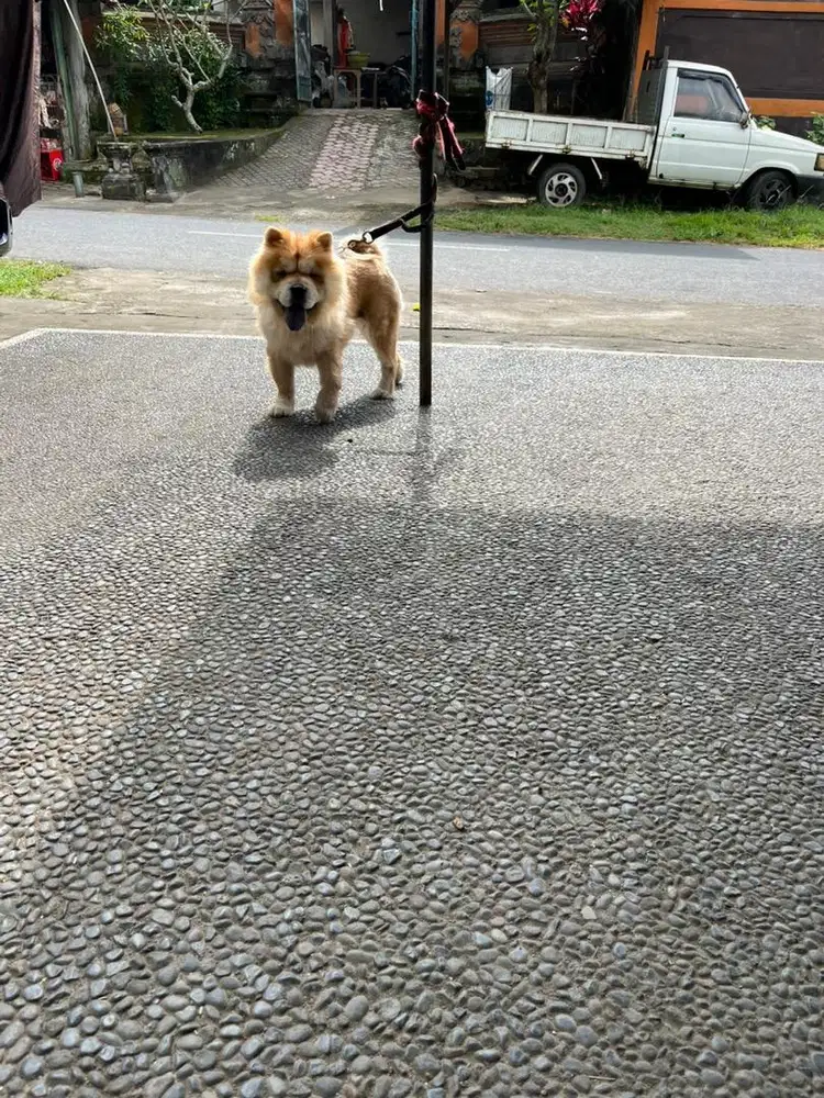 chow chow betina stb