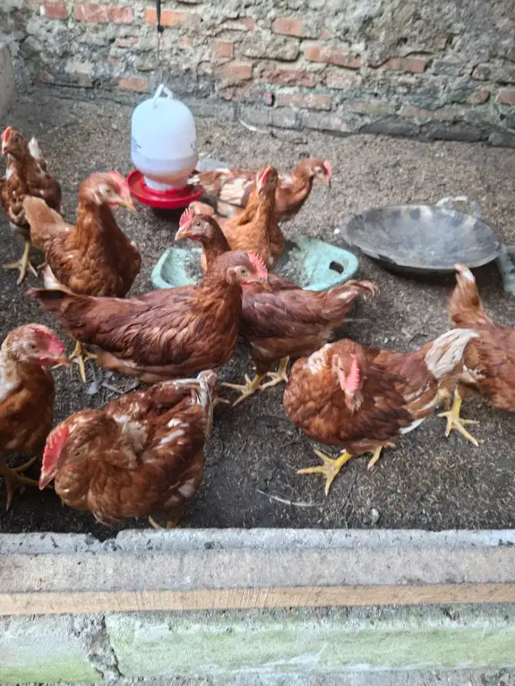 Ayam layer petelur umur 2 bulan lebih