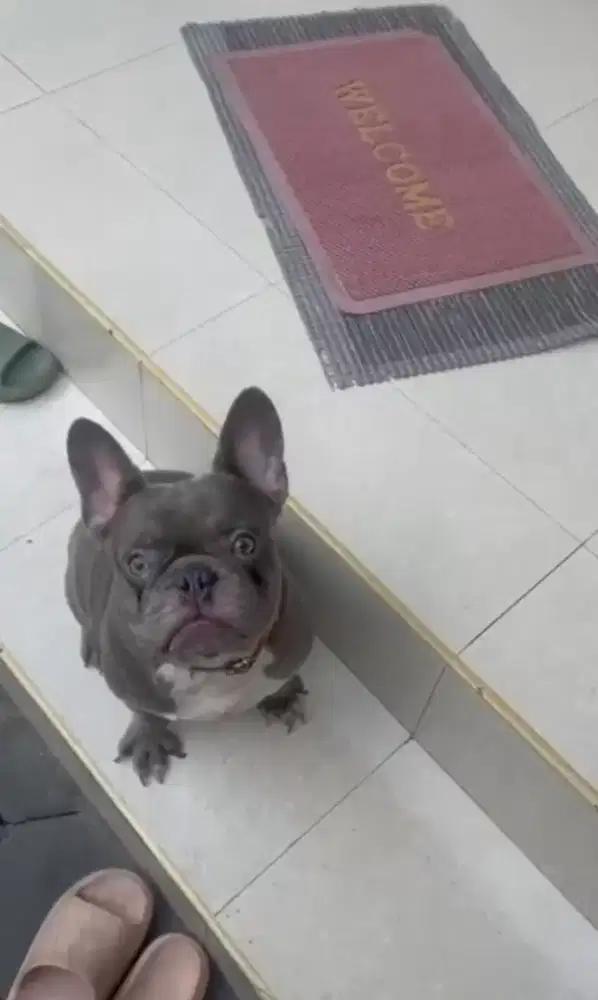 French bulldog LILAC