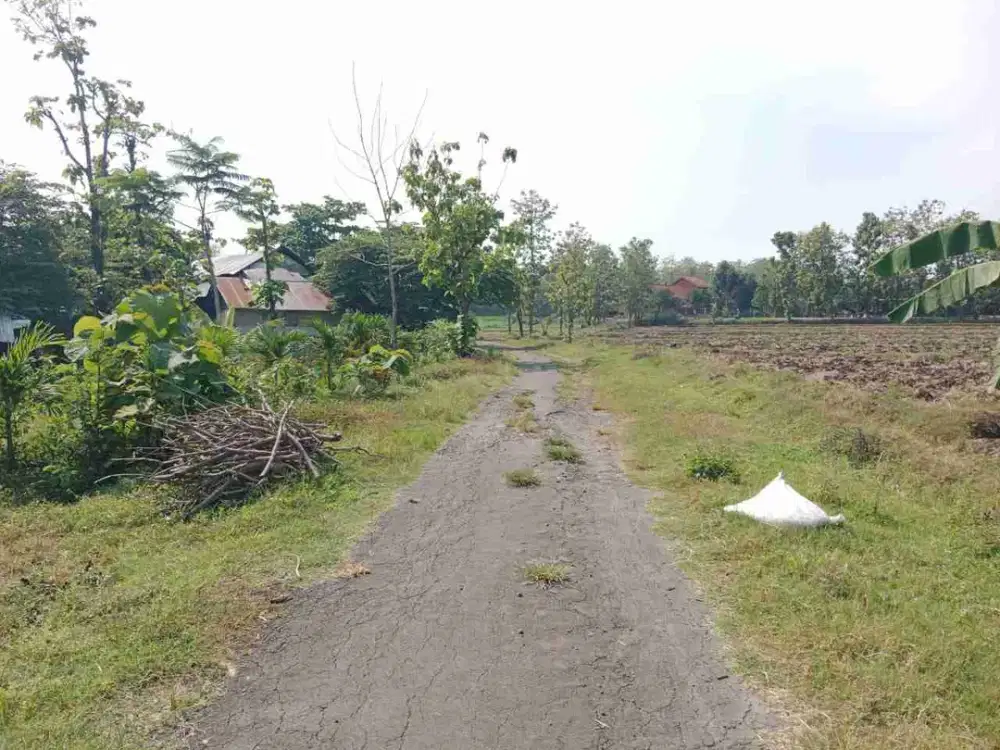 Dijual kebun alpukat & Durian Luas  6.266m² lebar depan 50 m,  akses jalan 6m jalan penghubung Desa paluhombo -  Pohgogor,  bendosari sukoharjo