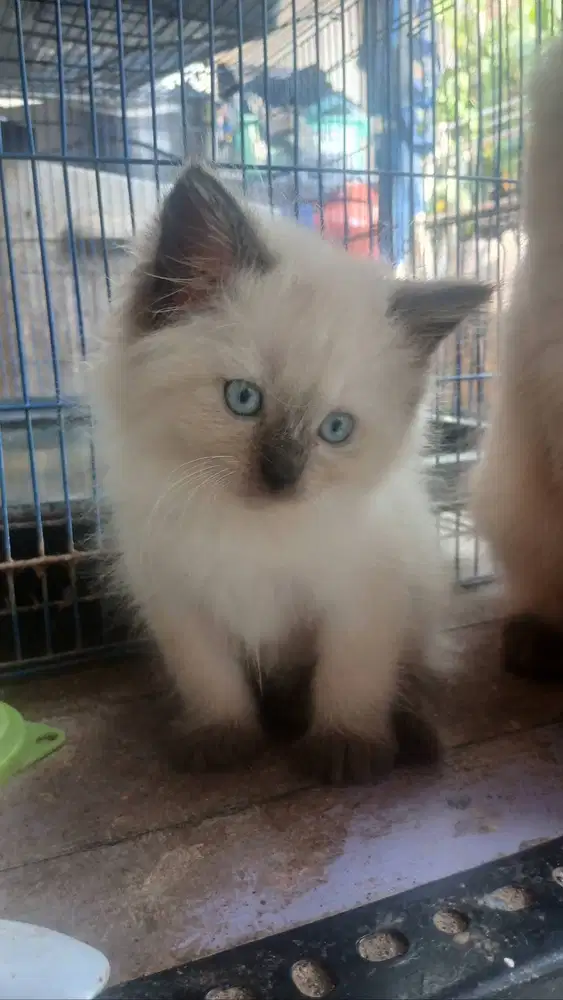 Adopsi Kucing Himalaya