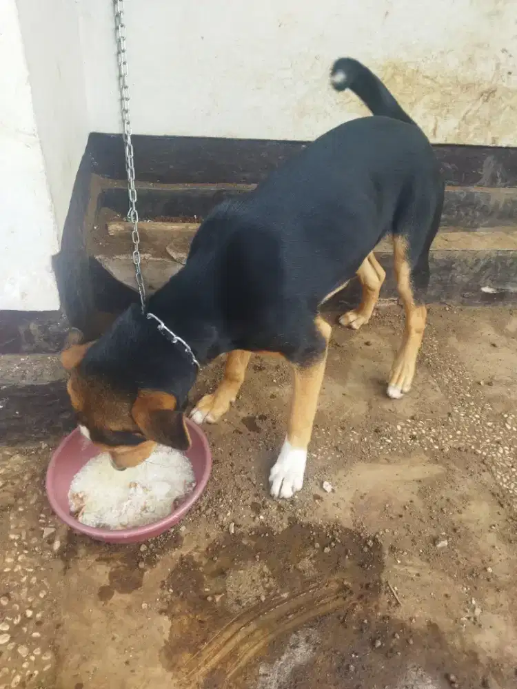 Anjing kampung aktif