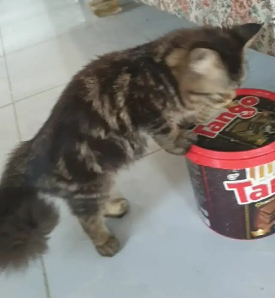 Kucing peaknos angora