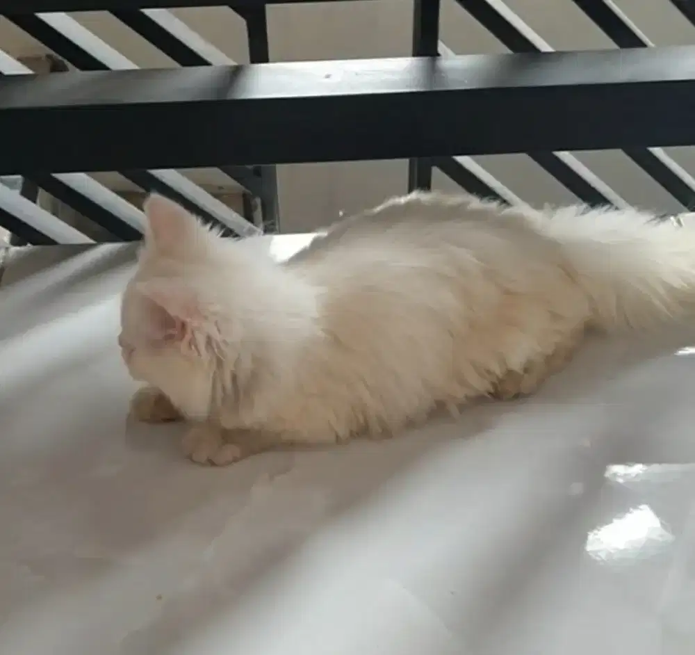 Kucing persia plafnose