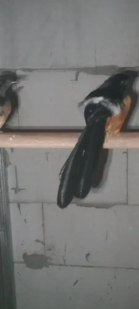 Burung murai batu sepasang sudah pernah peroduksi 5x