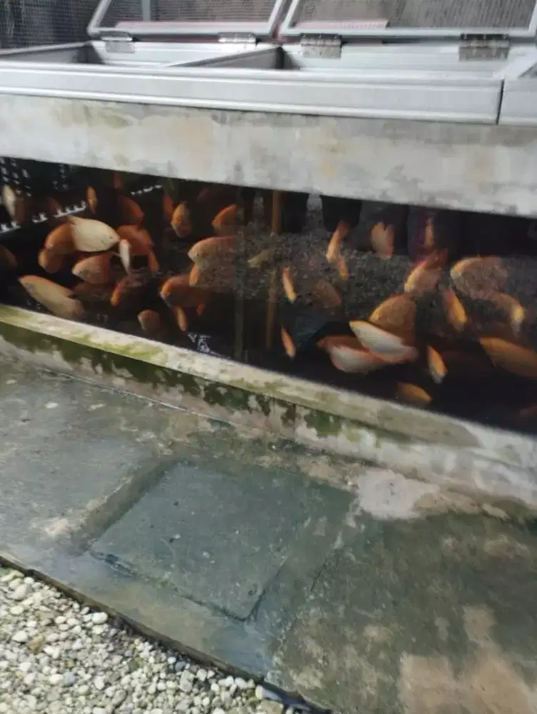 Jual anakan gurami merah