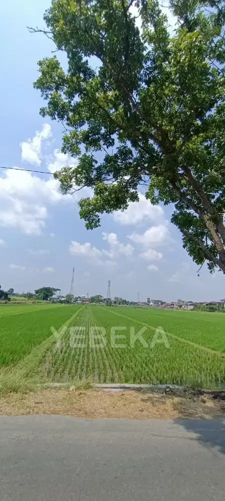 Sawah Letak strategis