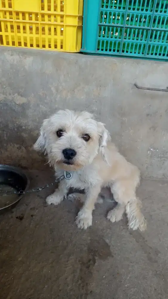 Anjing hias putih
