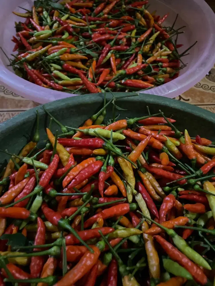 Cabe segar baru metik jual murah