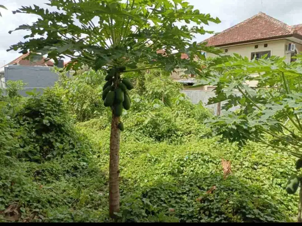 jual tanah murah 5,3 are  dijln Buluh Indah Denpasar Bali