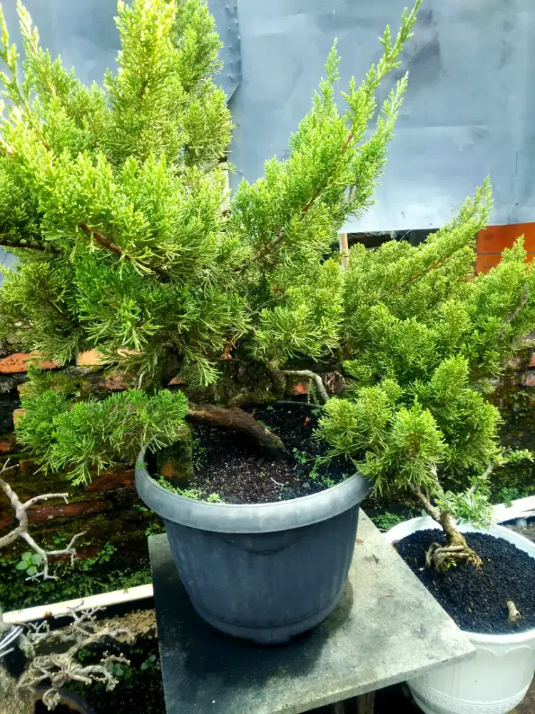 Bonsai bahan cemara dan saeng simbur