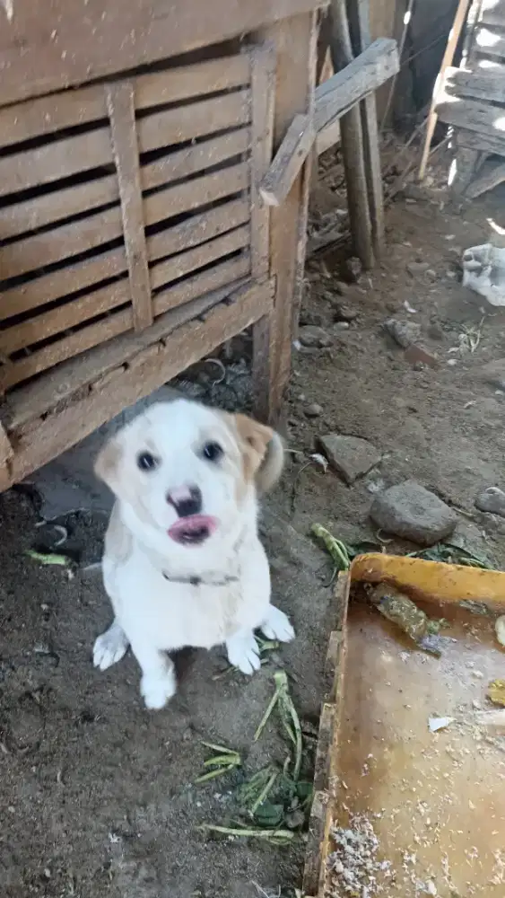 Anjing keturunan kintamani