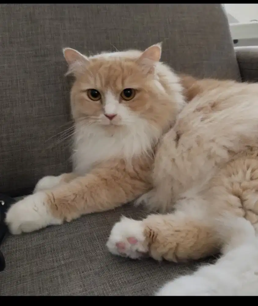 Kucing Ragdol dan Persia berikut kandang