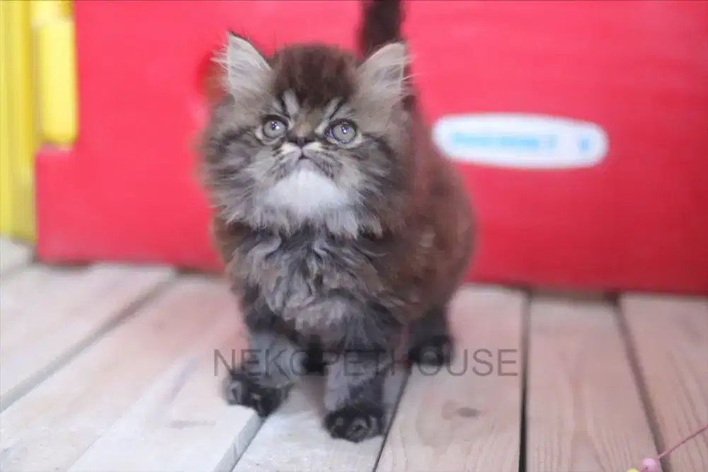 Kucing persia longhair kitten